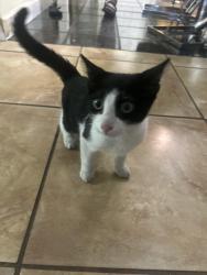 Reunited Unknown Cat last seen N A Street and 15th Avenue, Lake Worth Beach, FL 33460