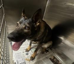 Shelter Stray Female Dog last seen , 14409 Vanowen St, Van Nuys, CA 91405, USA