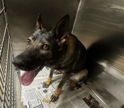 Shelter Stray Female Dog last seen , 14409 Vanowen St, Van Nuys, CA 91405, USA