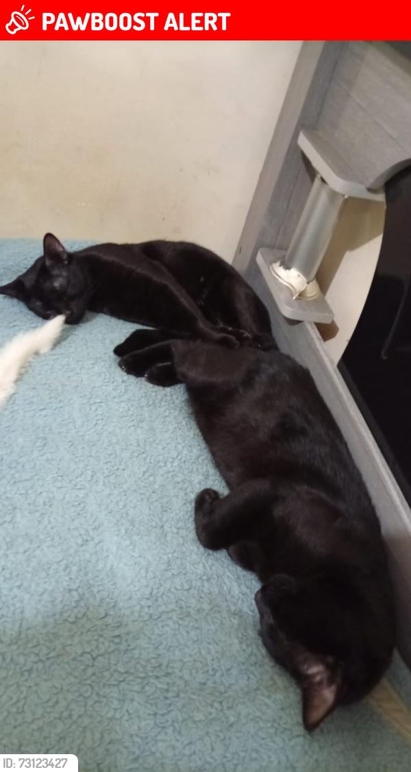 Lost Male Cat last seen Rua, Jardim Sao Roberto, SP 03978-530