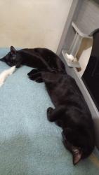 Lost Male Cat last seen Rua, Jardim Sao Roberto, SP 03978-530