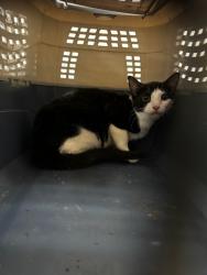 Shelter Stray Female Cat last seen , 14409 Vanowen St, Van Nuys, CA 91405, USA