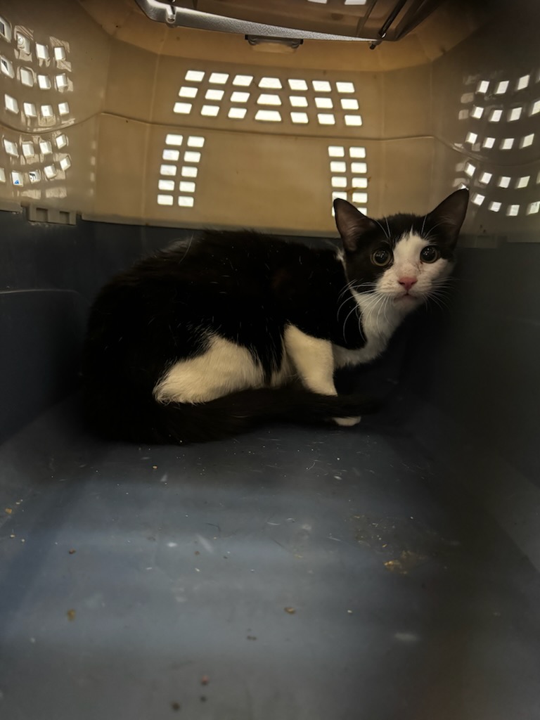 Shelter Stray Female Cat last seen , 14409 Vanowen St, Van Nuys, CA 91405, USA