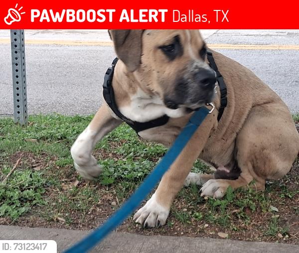 Lost Male Dog last seen Midway clinic, Dallas, TX 75210