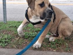 Lost Male Dog last seen Midway clinic, Dallas, TX 75210