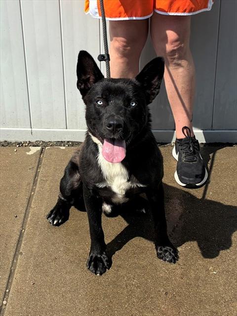 Shelter Stray Male Dog last seen Near BLOCK NEWBURG RD, 3528 Newburg Rd, Louisville, KY 40218, USA