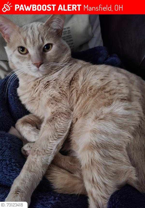 Lost Male Cat last seen Ranchwood Dr, Hanley Rd, Craigston Dr area, Mansfield, OH 44907