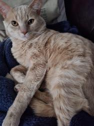 Lost Male Cat last seen Ranchwood Dr, Hanley Rd, Craigston Dr area, Mansfield, OH 44907