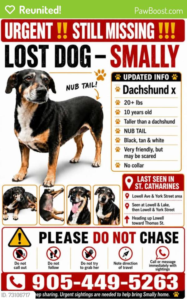 Reunited Female Dog last seen Lowell avenue and york street going north on york, St. Catharines, ON 