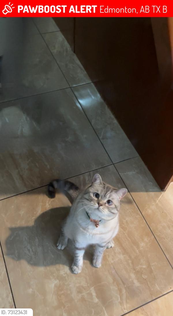 Lost Male Cat last seen St Charles parish, Edmonton, AB T5X 0B7
