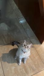 Lost Male Cat last seen St Charles parish, Edmonton, AB T5X 0B7