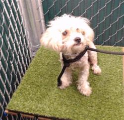 Shelter Stray Female Dog last seen , 11258 Garfield Ave, Downey, CA 90242, USA