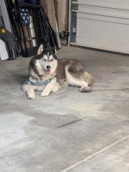 Found/Stray Female Dog last seen Universe and McMahon, Albuquerque, NM 87114