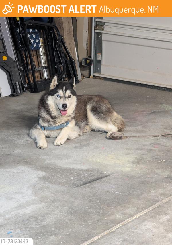 Found/Stray Female Dog last seen Universe and McMahon, Albuquerque, NM 87114
