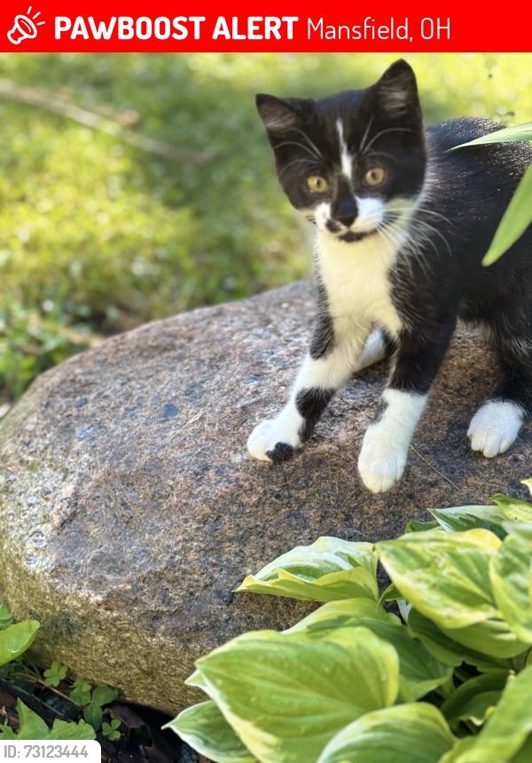 Lost Male Cat last seen Alta flower garden, Mansfield, OH 44903