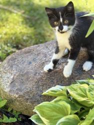 Lost Male Cat last seen Alta flower garden, Mansfield, OH 44903
