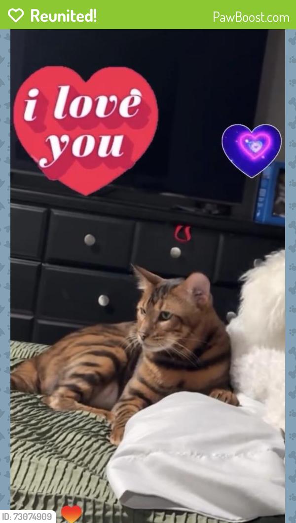 Reunited Male Cat last seen Baseline Ave, San Bernardino, CA 92404