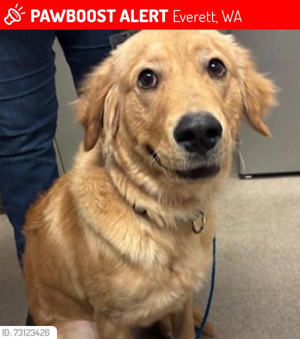 Lost Male Dog last seen Everett wa, Everett, WA 98201