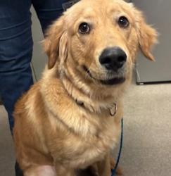 Lost Male Dog last seen Everett wa, Everett, WA 98201