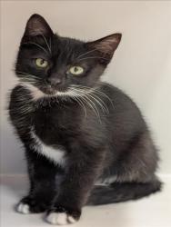 Shelter Stray Female Cat last seen SOTO RD/CULP AVE, 16 Barnes Ct, Hayward, CA 94544, USA