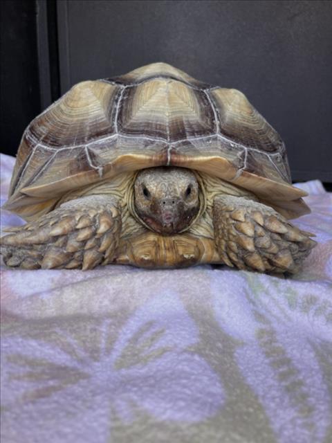 Shelter Stray Female Other last seen TULIP AVE, 16 Barnes Ct, Hayward, CA 94544, USA