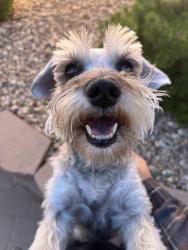 Reunited Female Dog last seen Kimmick and Rosa Parks, Albuquerque, NM 87120