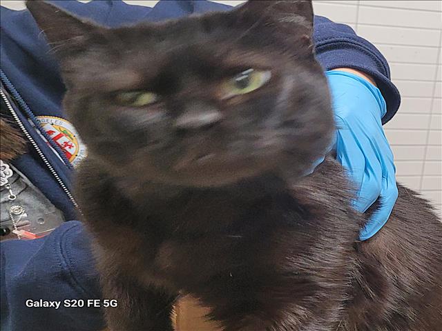 Shelter Stray Female Cat last seen , 1850 W 60th St, Los Angeles, CA 90047, USA
