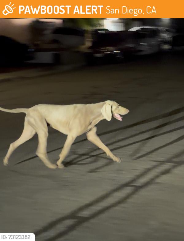 Found/Stray Unknown Dog last seen Silverwing Elementary school, San Diego, CA 92154