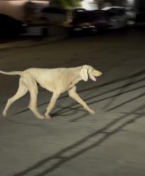 Found/Stray Unknown Dog last seen Silverwing Elementary school, San Diego, CA 92154
