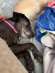 Reunited Female Dog last seen Laredo Dr & Irving, McCordsville, IN 46055