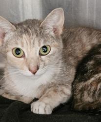 Shelter Stray Female Cat last seen , 3201 Lacy St, Los Angeles, CA 90031, USA