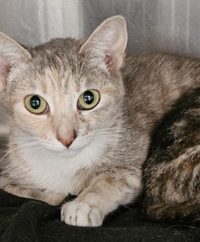 Shelter Stray Female Cat last seen , 3201 Lacy St, Los Angeles, CA 90031, USA