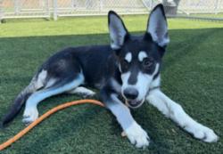 Shelter Stray Female Dog last seen , 3201 Lacy St, Los Angeles, CA 90031, USA