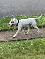 Found/Stray Male Dog last seen Ingham st, Pittsburgh, PA 15212
