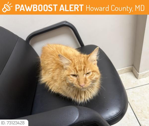 Found/Stray Male Cat last seen Kalmia Drive and Ilex Way, Dayton, MD, Howard County, MD 21036