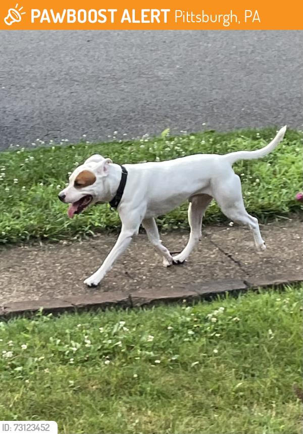 Found/Stray Male Dog last seen Ingham st, Pittsburgh, PA 15212