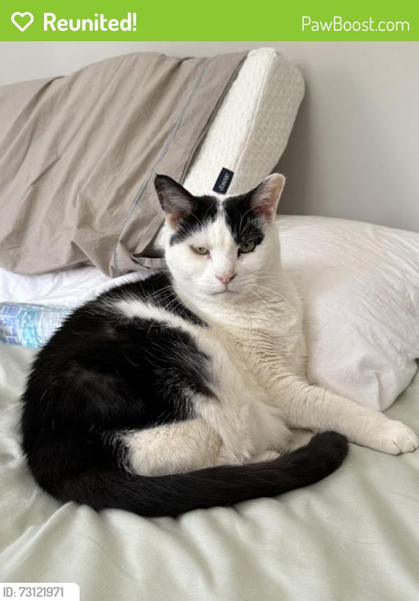 Reunited Male Cat last seen Near Baldwin Rd, Richmond, VA 23229, USA, Richmond, VA 23229