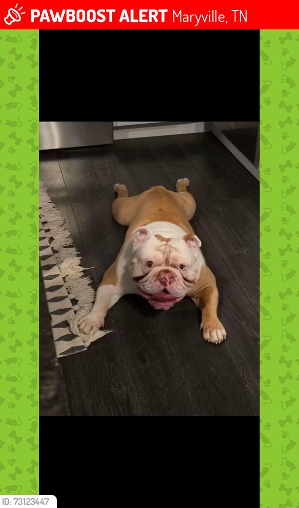 Lost Male Dog last seen Mount Lebanon Baptist Church, Maryville, TN 37804
