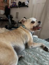 Reunited Female Dog last seen Laredo Dr & Irving, McCordsville, IN 46055