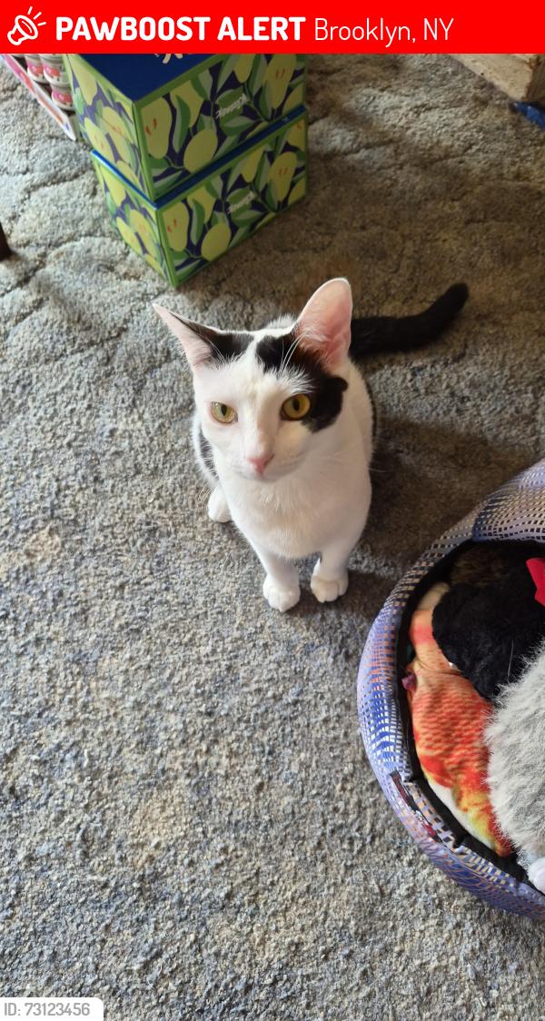 Lost Female Cat last seen Kings Highway and New York Ave , Brooklyn NY near Mount Sini hosp Of Brooklyn , Brooklyn, NY 11210