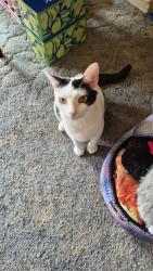 Lost Female Cat last seen Kings Highway and New York Ave , Brooklyn NY near Mount Sini hosp Of Brooklyn , Brooklyn, NY 11210