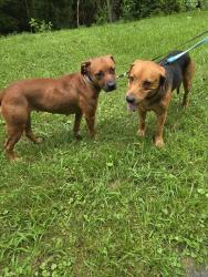 Found/Stray Unknown Dog last seen South hills, Charleston, WV 25314
