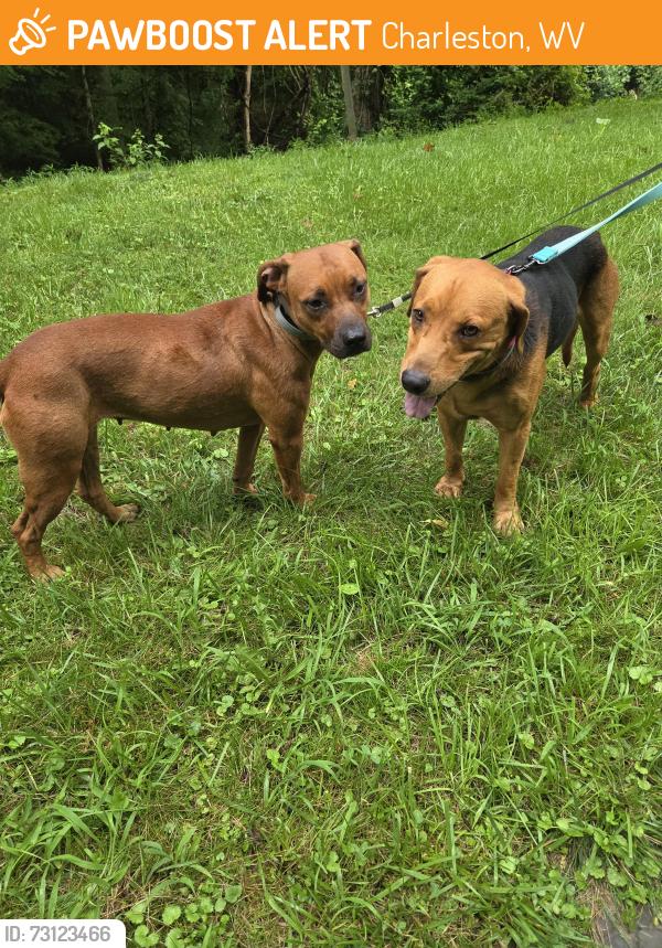 Found/Stray Unknown Dog last seen South hills, Charleston, WV 25314