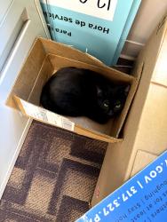 Found/Stray Male Cat last seen Christian Park, Indianapolis, IN 46201
