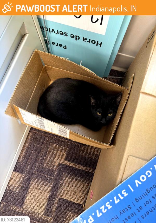 Found/Stray Male Cat last seen Christian Park, Indianapolis, IN 46201