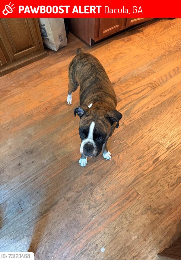 Lost Female Dog last seen Brisbane Dr, Dacula, GA 30019