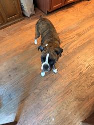 Lost Female Dog last seen Brisbane Dr, Dacula, GA 30019