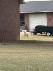 Found/Stray Unknown Dog last seen Old furnace is connected to Nolan drive, Boiling Springs, SC 29316