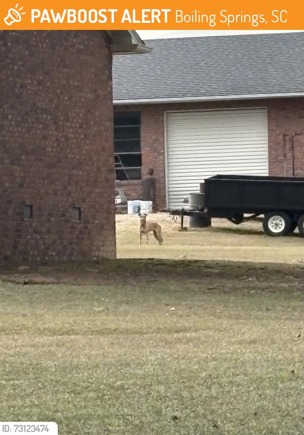 Found/Stray Unknown Dog last seen Old furnace is connected to Nolan drive, Boiling Springs, SC 29316