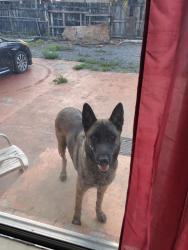 Reunited Female Dog last seen Near w 51 st Hialeah fl 33012, Hialeah, FL 33012
